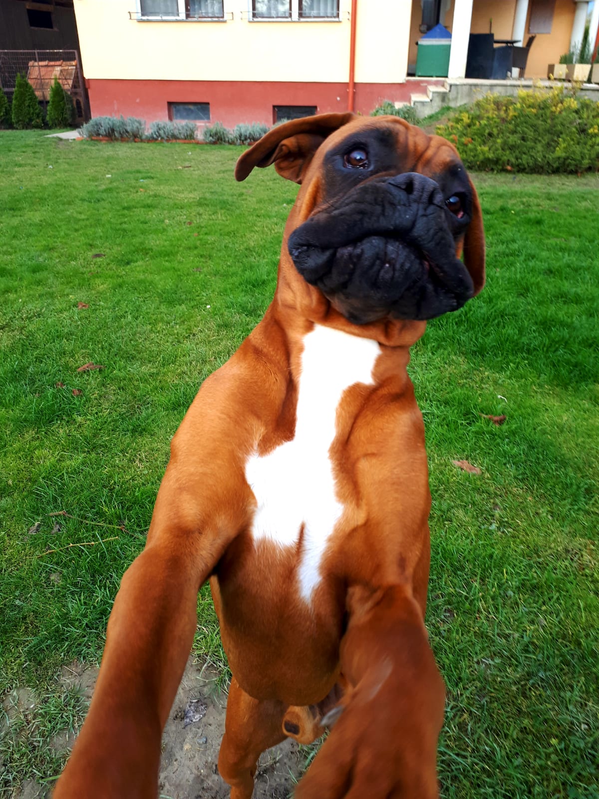 Bosco