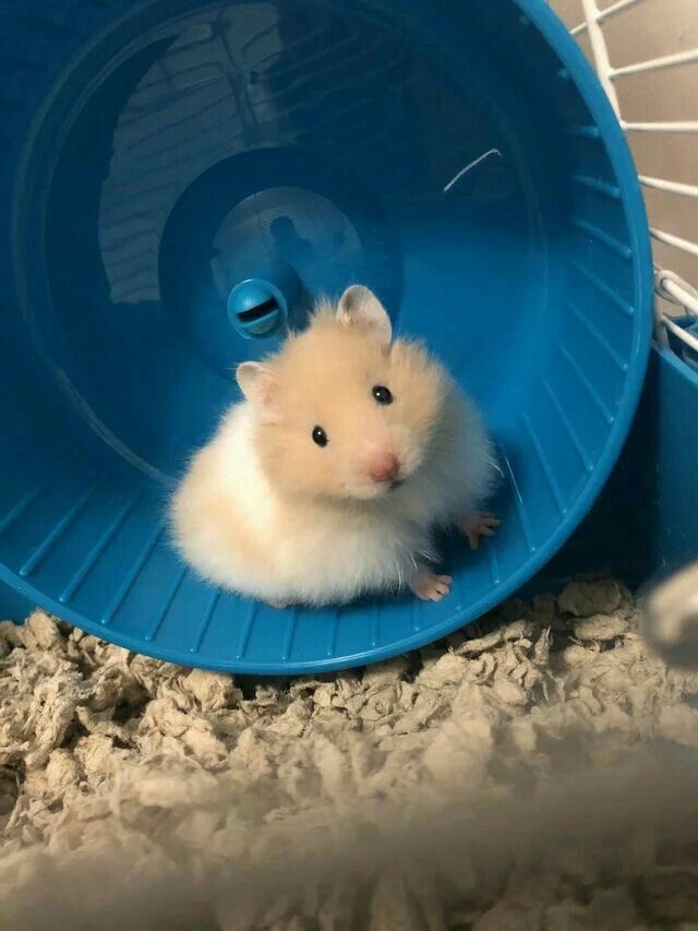 in the wheel