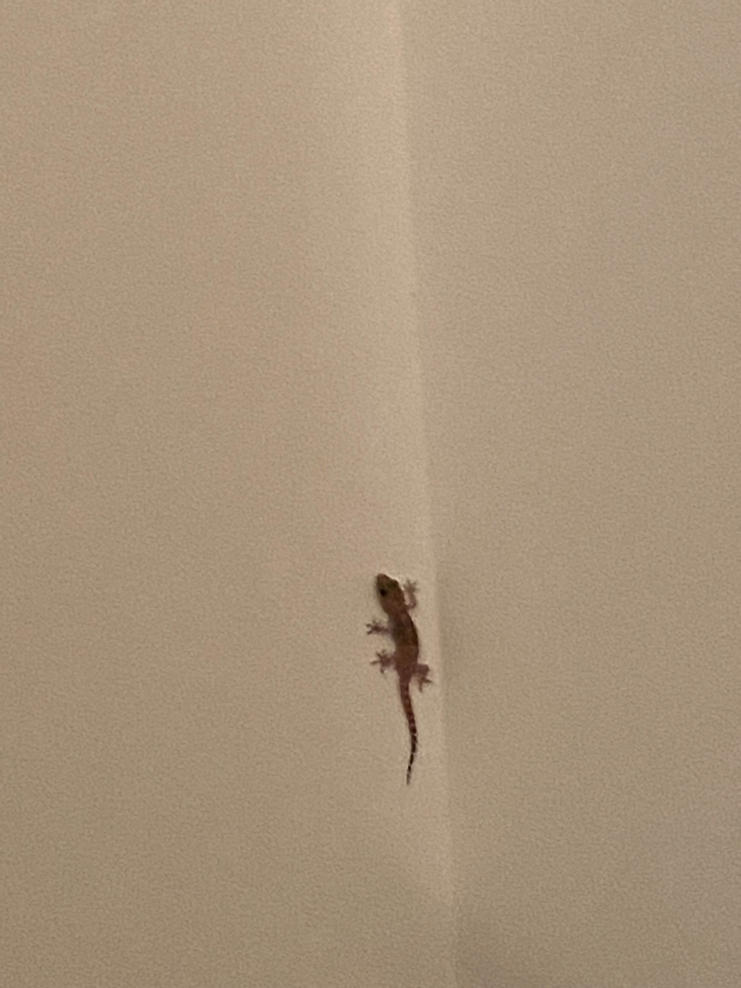 its a gecko i think