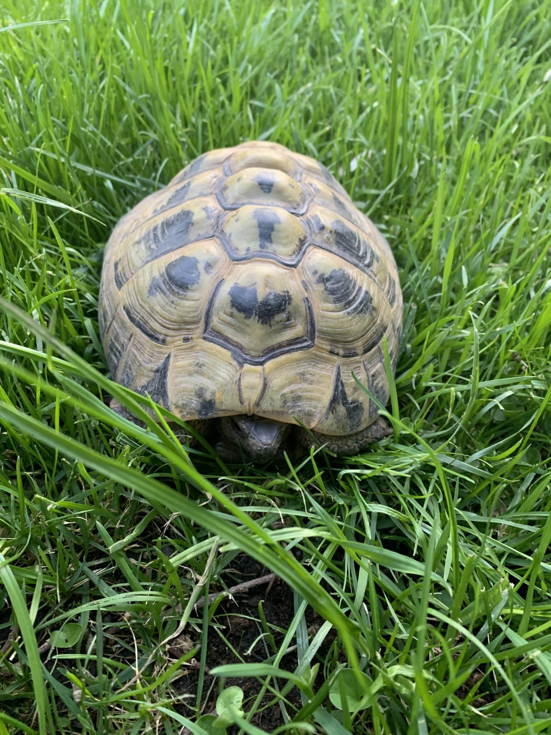 its a tortoise not a turtle