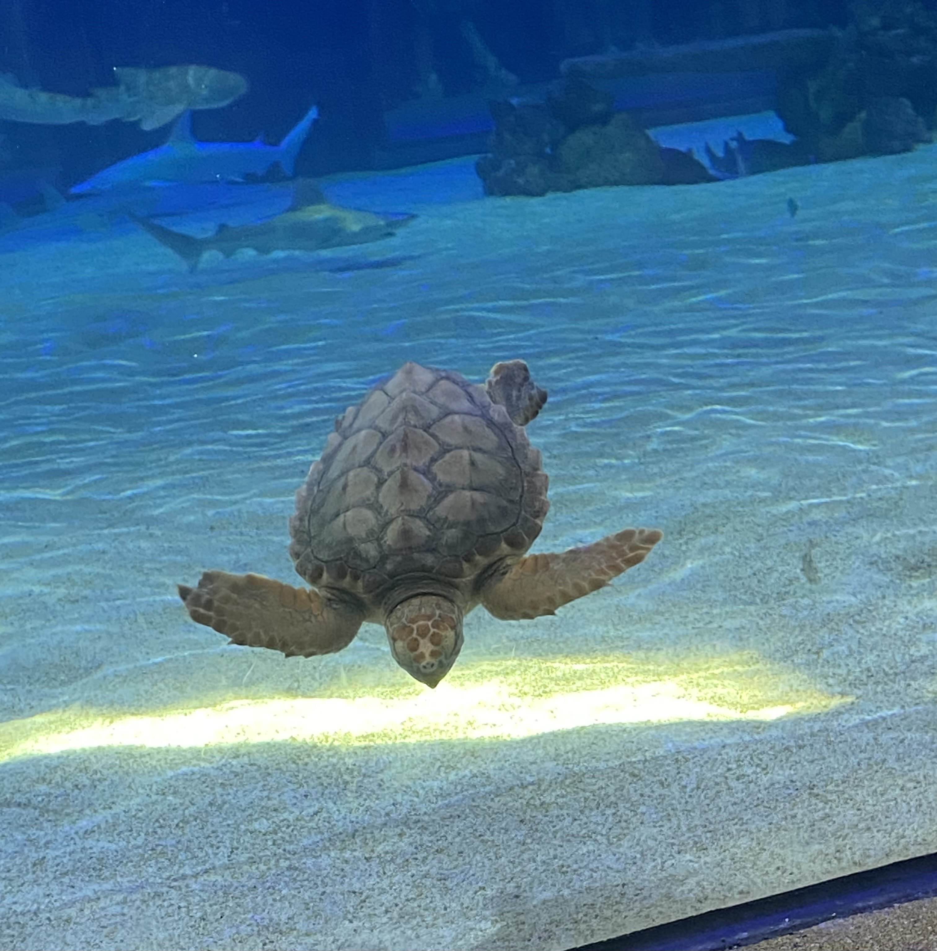 this ones a turtle